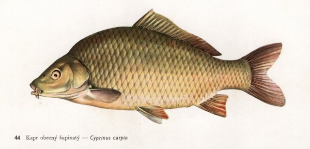 Naše ryby